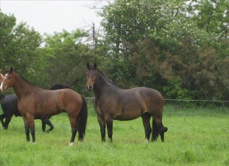 Anden særlig race Chanell  billede 11