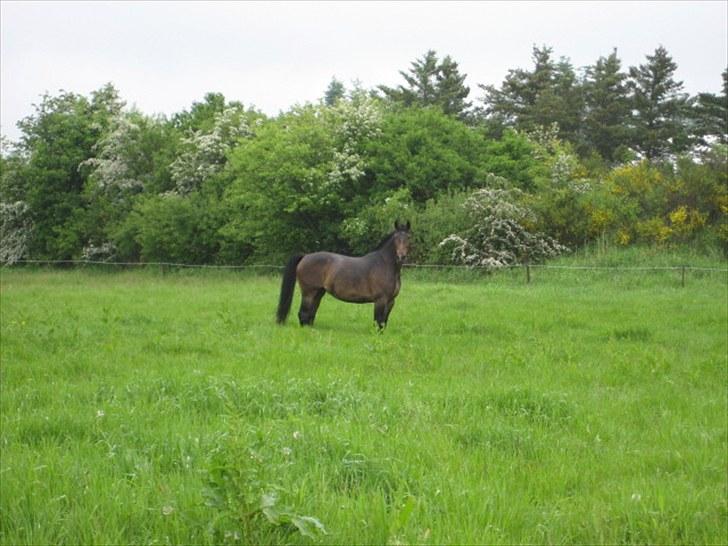 Anden særlig race Chanell  billede 12