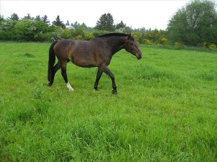 Anden særlig race Chanell  billede 13