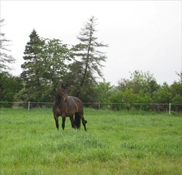 Anden særlig race Chanell  billede 16