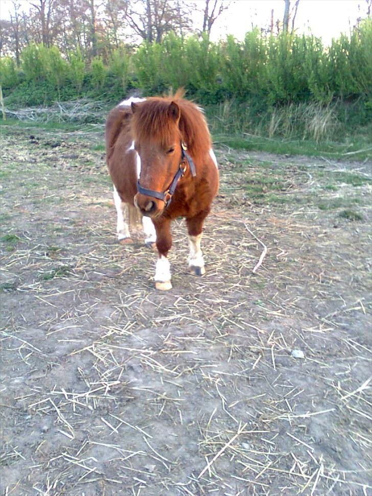 Shetlænder Smølf  billede 8