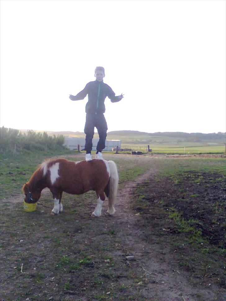 Shetlænder Smølf  - her spiser smølf og christoffer står på ham billede 9