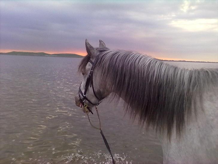 Anden særlig race Athena - Min baby og jeg nyder solnedgangen i det sommerlune vand :) billede 4