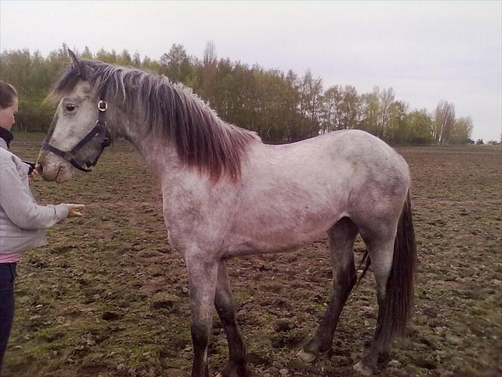 Anden særlig race Athena - Athena er lige ankommet og tager det super flot som ny hest på folden.. billede 3