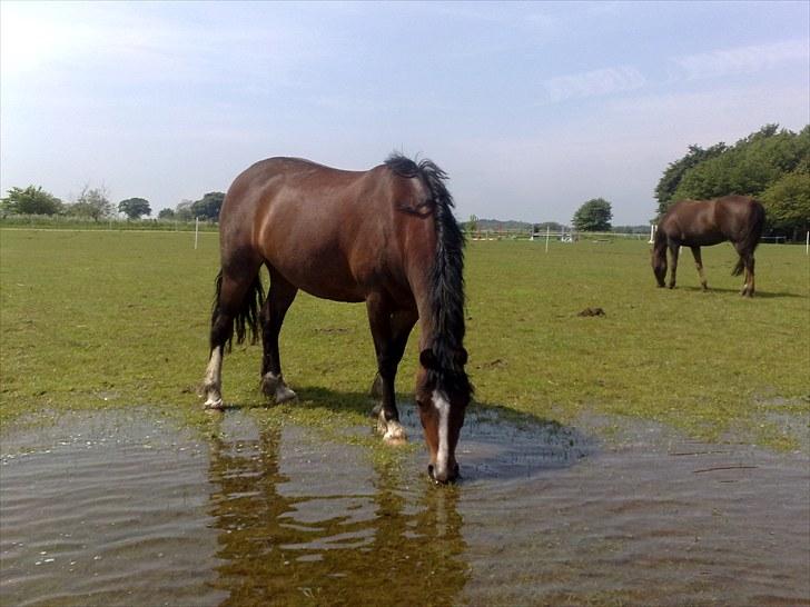 Welsh Pony af Cob-type (sec C) Felicia (Solgt&savnet) billede 11