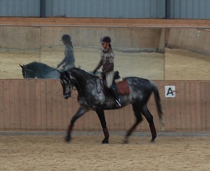 Trakehner Mont Blanc R.I.P. billede 11