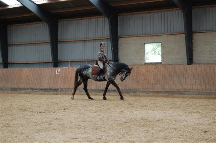Trakehner Mont Blanc R.I.P. billede 12