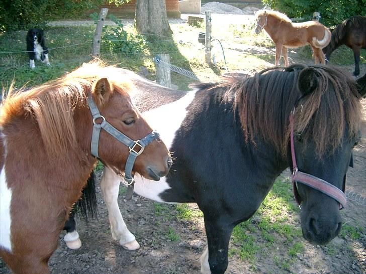 Shetlænder Smølf  billede 10