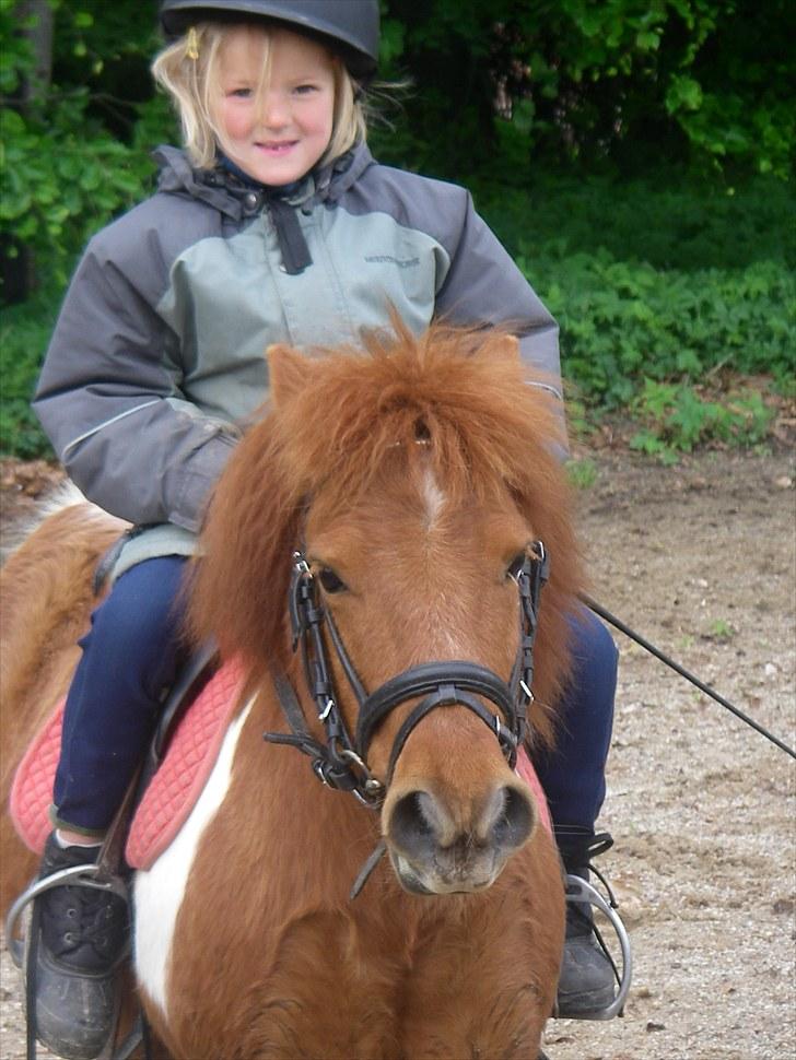 Shetlænder Smølf  - her er jeg og smølf jeg er kun 4 år billede 11