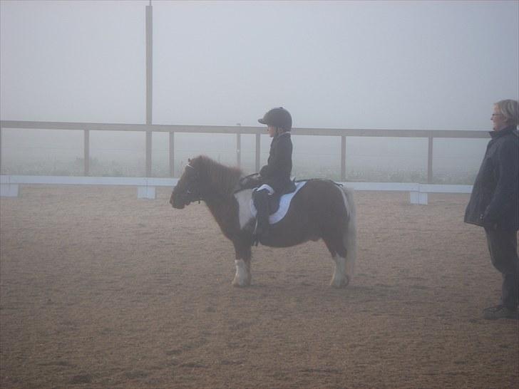 Shetlænder Smølf  billede 12