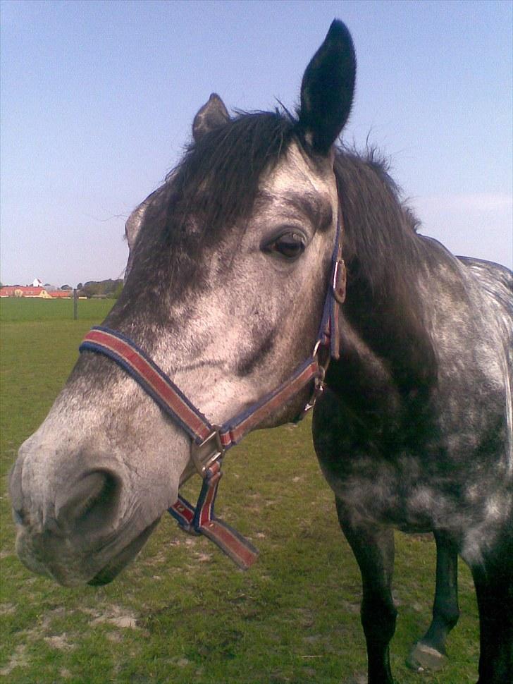 Trakehner Mont Blanc R.I.P. - Noget spændende ? ;b billede 15