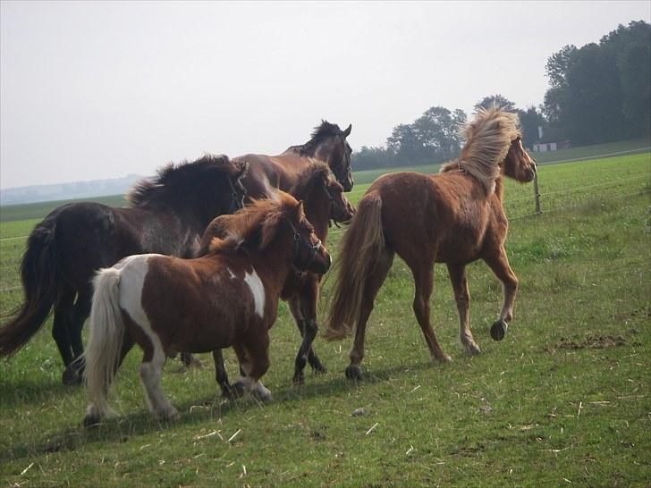Shetlænder Smølf  billede 13
