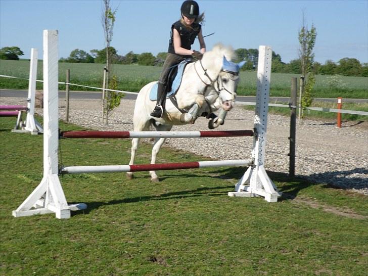 Welsh Pony (sec B) Edelweiss Sonny  - 70:D billede 14