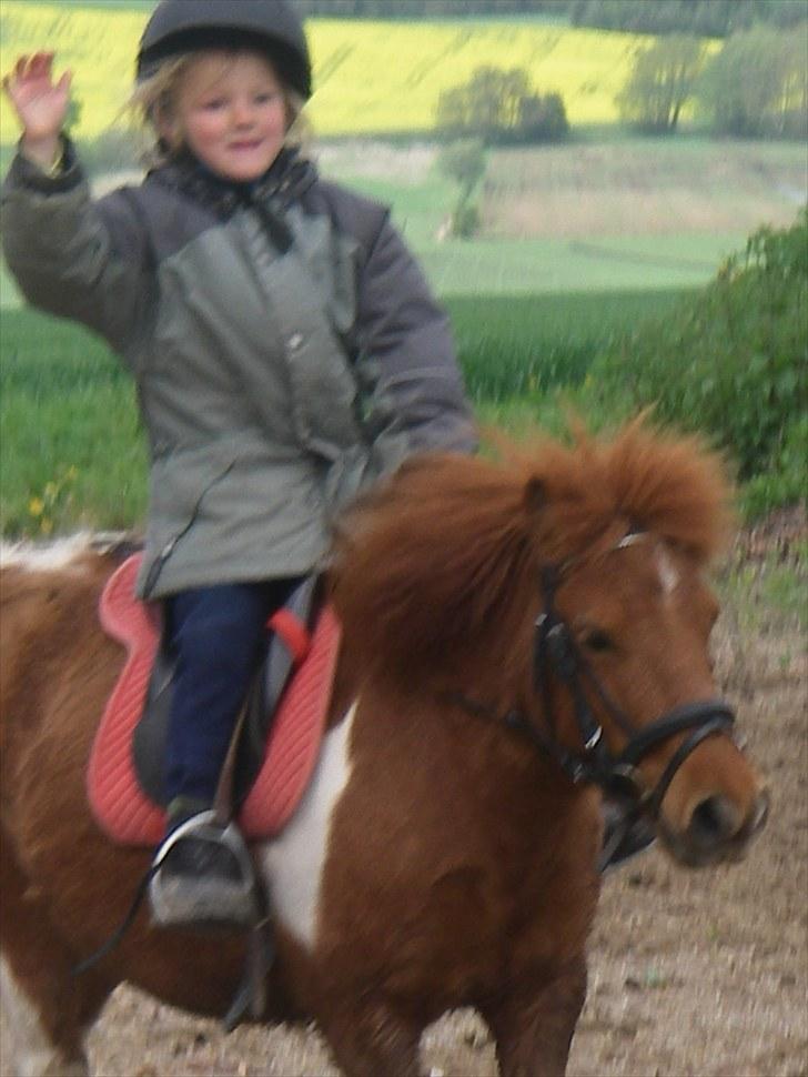 Shetlænder Smølf  billede 14