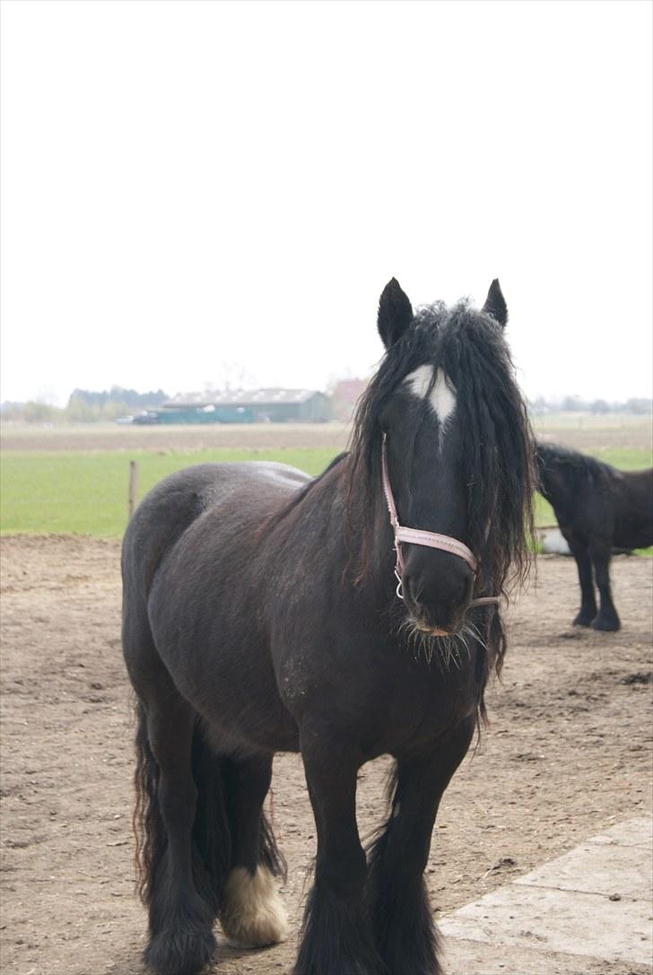 Irish Cob black magic *solgt* billede 17