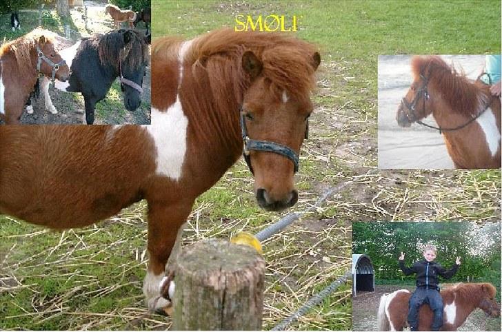 Shetlænder Smølf  billede 15