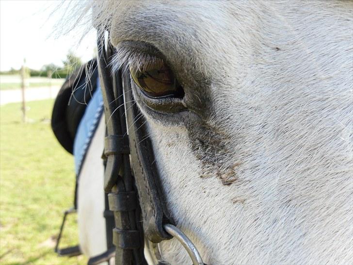Welsh Pony (sec B) Edelweiss Sonny  - Ynglingsbillede ever!<3 billede 15