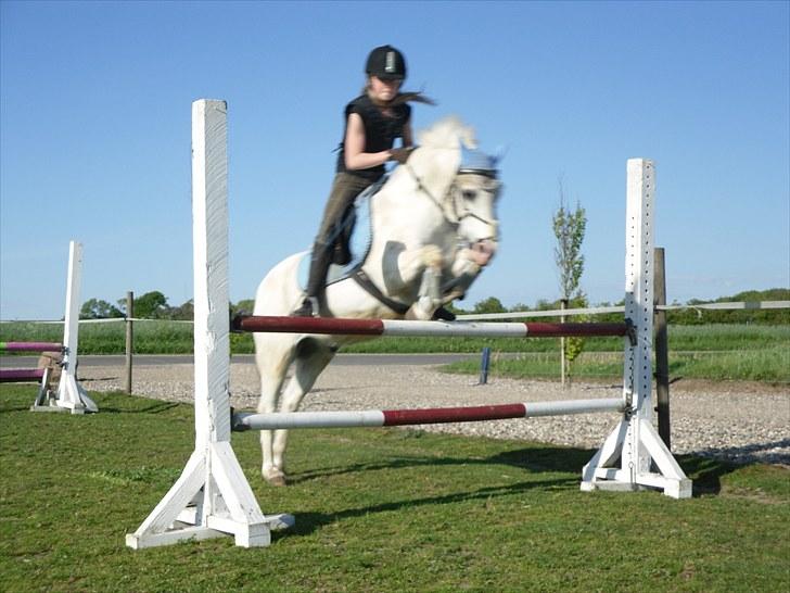 Welsh Pony (sec B) Edelweiss Sonny  - 90 cm:D billede 16