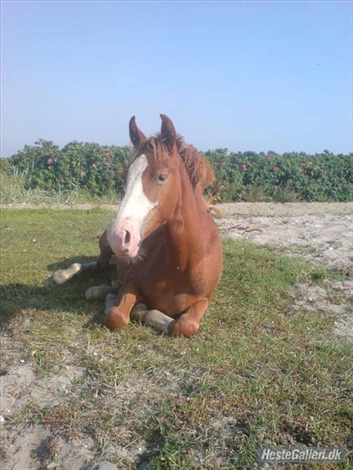 Frederiksborg Bakkegårds Accént billede 18