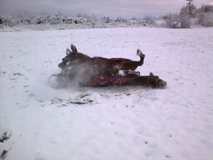 Anden særlig race KONGELUNDENS SMILLA billede 6