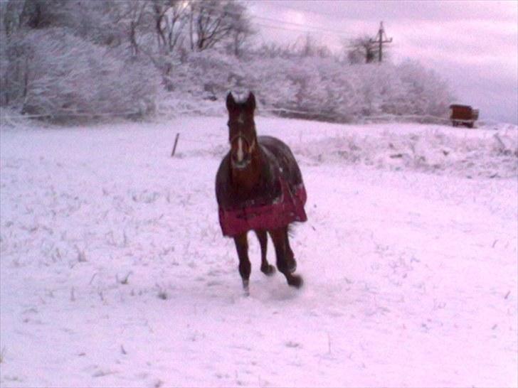 Anden særlig race KONGELUNDENS SMILLA billede 7