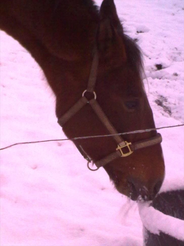 Anden særlig race KONGELUNDENS SMILLA billede 8