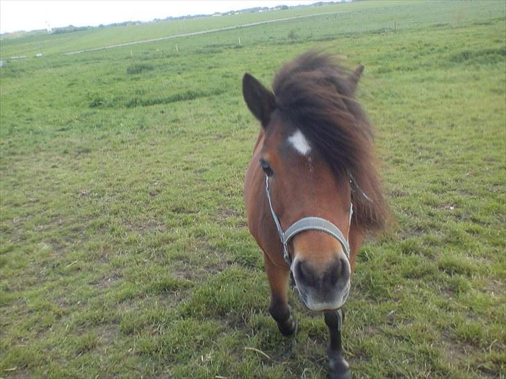 Anden særlig race Sesam  SOLGT - Sesam på fold billede 2