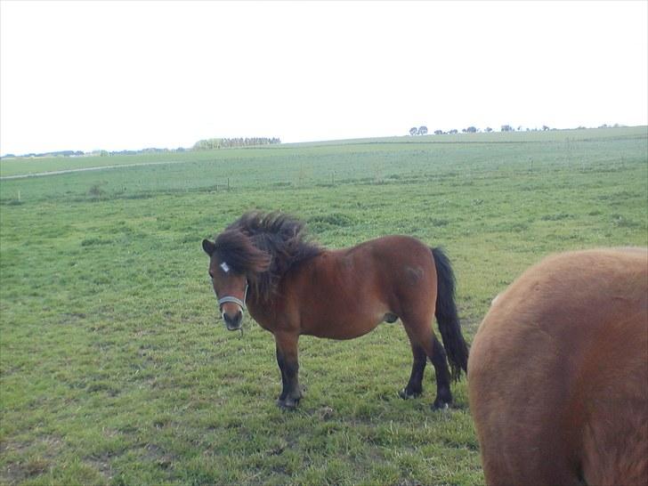 Anden særlig race Sesam  SOLGT - sesam på sommergræs foto taget af min mor billede 3