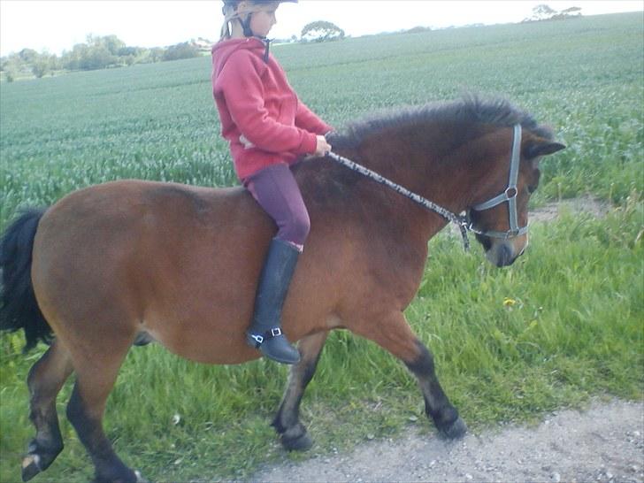 Anden særlig race Sesam  SOLGT - vores første ridetur i grime og trække tov billede 4