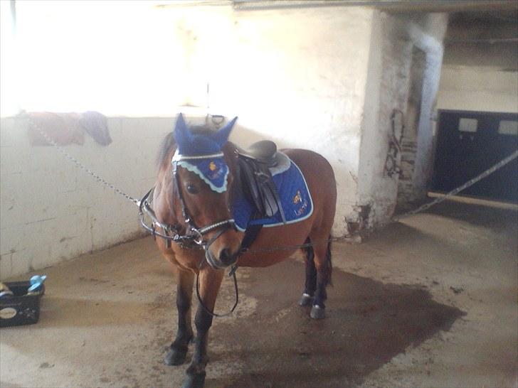 Anden særlig race Sesam  SOLGT - sesam er klar til at komme ud og ride billede 5