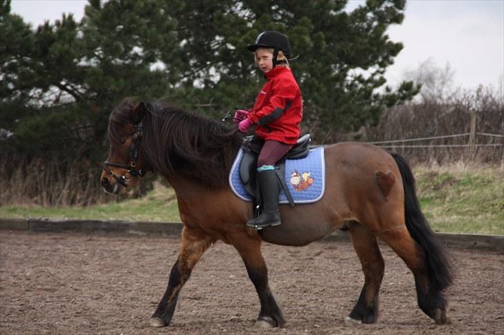 Anden særlig race Sesam  SOLGT - ridning på banen foto taget af bareløse billede 6