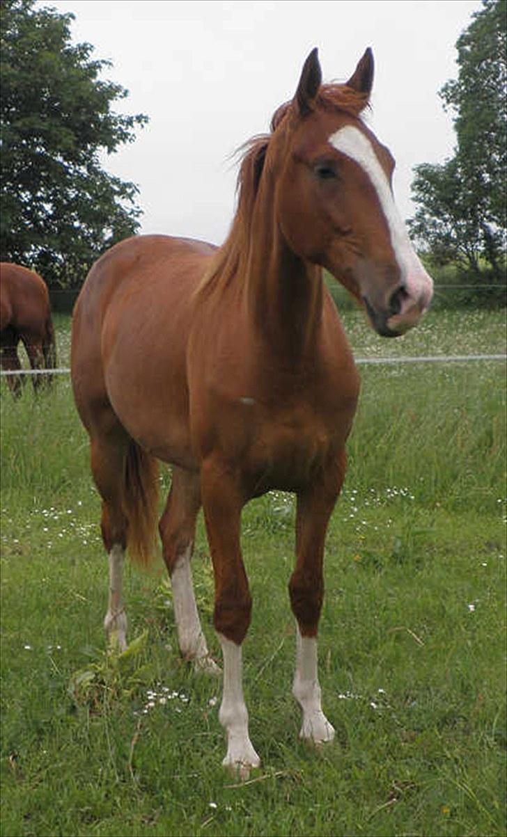 Frederiksborg Vivaldi´s Meg Ryan - Her er Meg Ryan 2 år gammel. 2010. billede 13