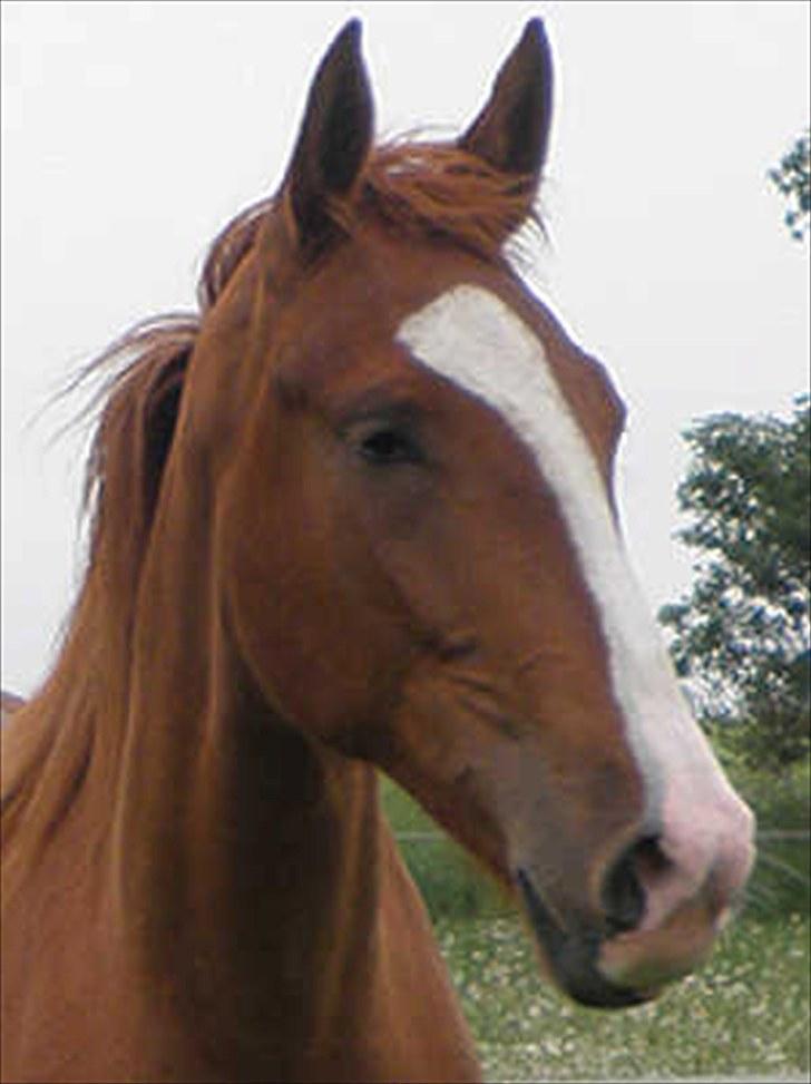 Frederiksborg Vivaldi´s Meg Ryan - Dejlig dejligt hoved. 2010. billede 14