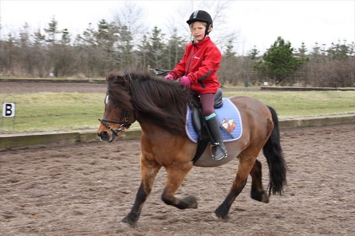 Anden særlig race Sesam  SOLGT - ridning på banen foto taget af bareløse billede 7