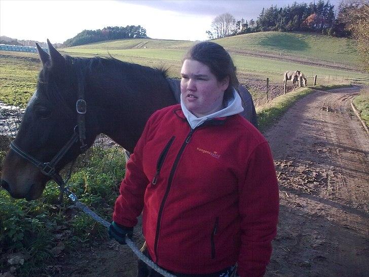 Welsh Cob (sec D) Donnovan - solgt - dato: 06/11-2010. på vej ind fra folden billede 3