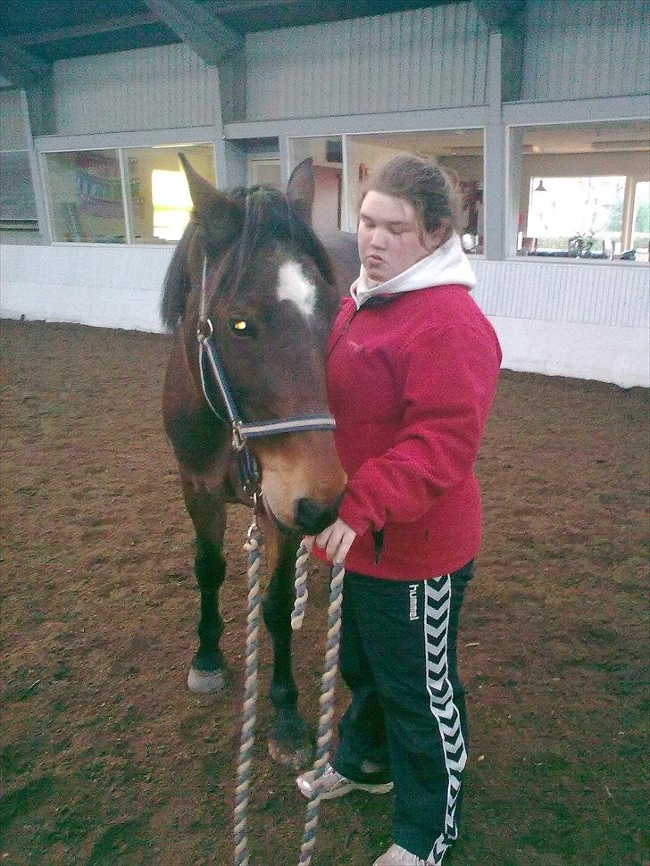 Welsh Cob (sec D) Donnovan - solgt - dato: 06/11-2010. super godt billede (se på hesten og ikke mig) :) billede 4