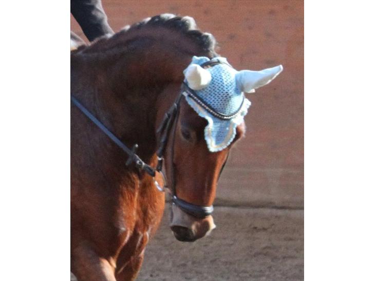 Anden særlig race Magnus [SOLGT] :'( - Foto: Tine billede 1
