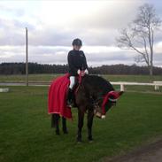 Anden særlig race Cedergårdens Irish Flipcater