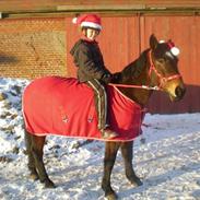 Anden særlig race Cedergårdens Irish Flipcater
