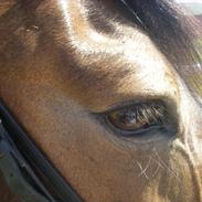 Anden særlig race Cedergårdens Irish Flipcater