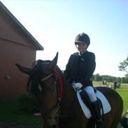 Anden særlig race Cedergårdens Irish Flipcater