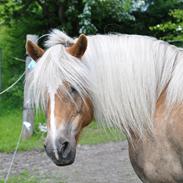 Tyroler Haflinger Klodskovgaards Shamrock 