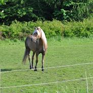 Tyroler Haflinger Klodskovgaards Shamrock 