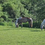 Tyroler Haflinger Klodskovgaards Shamrock 