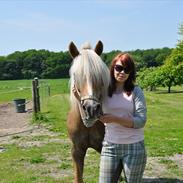 Tyroler Haflinger Klodskovgaards Shamrock 