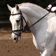 Shagya Araber (SH) Zaphir (PARTHEST)