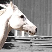 Shagya Araber (SH) Zaphir (PARTHEST)