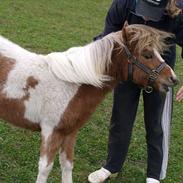 Miniature Cremedela Comte E Avatar