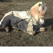 Fjordhest Højgaards Diamant