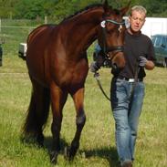 Dansk Varmblod Celine